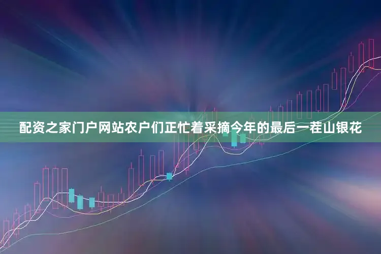配资之家门户网站农户们正忙着采摘今年的最后一茬山银花